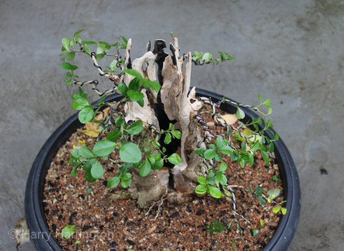 privet bonsai